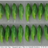 colias erate pupa2 volg3